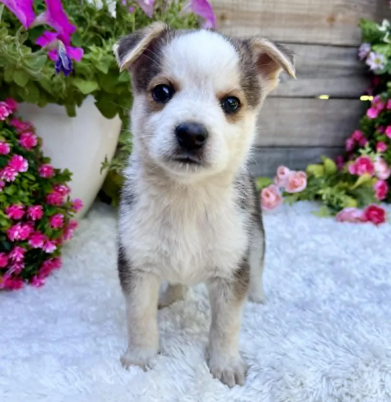 A baby medium-sized male Gray / Blue / Silver Husky dog named Mantis for adoption in Kiowa, OK