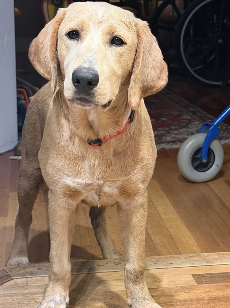 A baby large-sized male Golden Retriever dog named Tucker CP AA for adoption in Warwick, RI