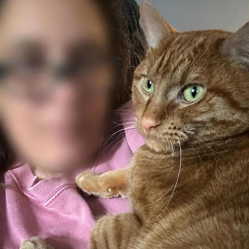 An adult small-sized male Domestic Short Hair cat named Kobe for adoption in Farmington, MN