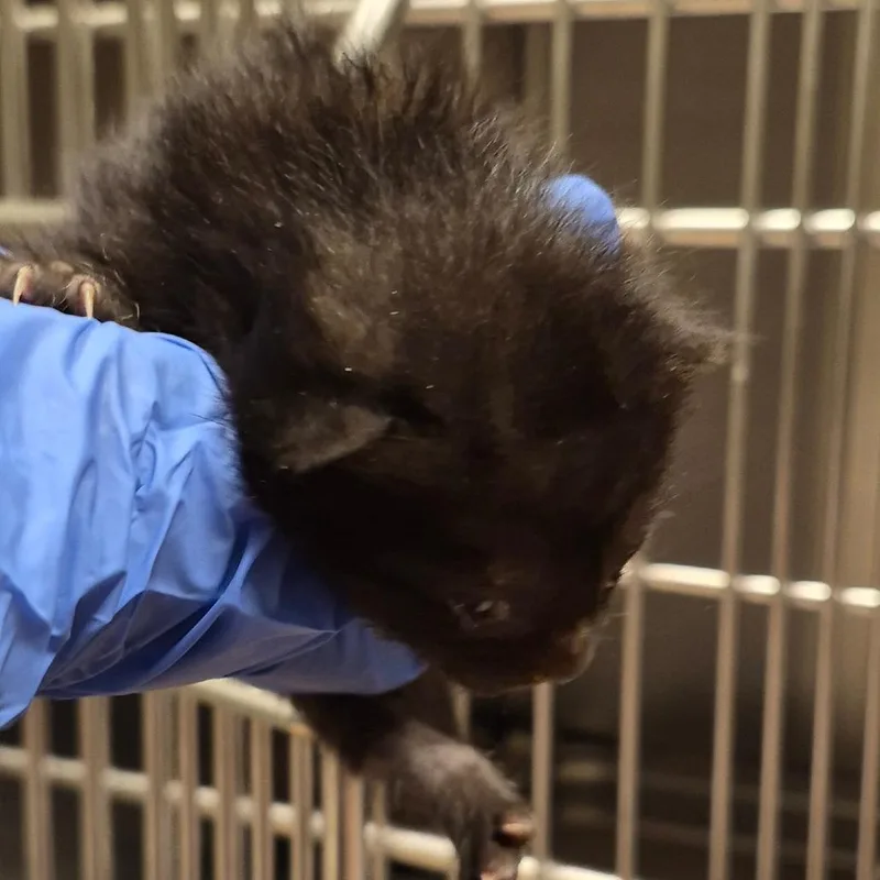 A baby small-sized male Black Domestic Medium Hair cat named Cecil for adoption in Columbus, GA