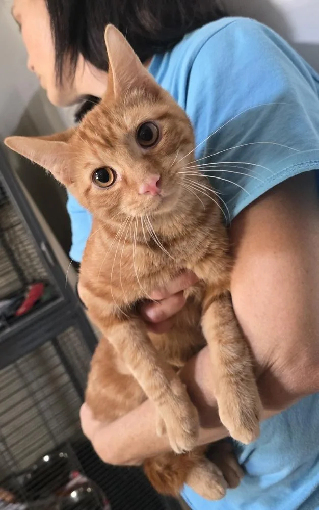 A young medium-sized male Tabby (Orange / Red) Domestic Short Hair cat named Gideon for adoption in Dickson, TN