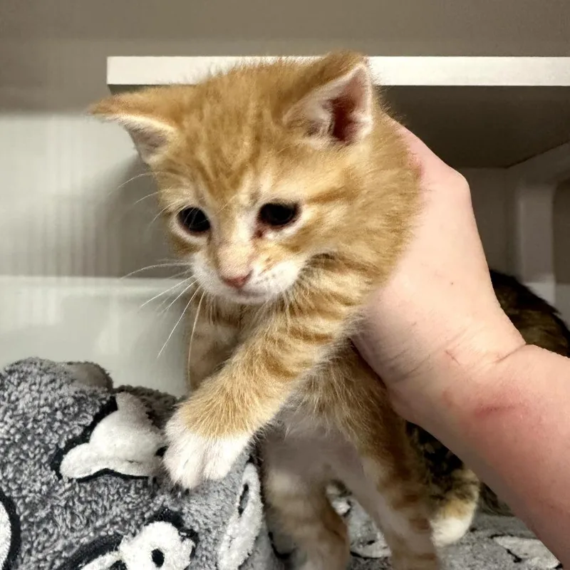 A baby small-sized male Orange / Red Domestic Short Hair cat named Pumpkin for adoption in Forest Park, IL
