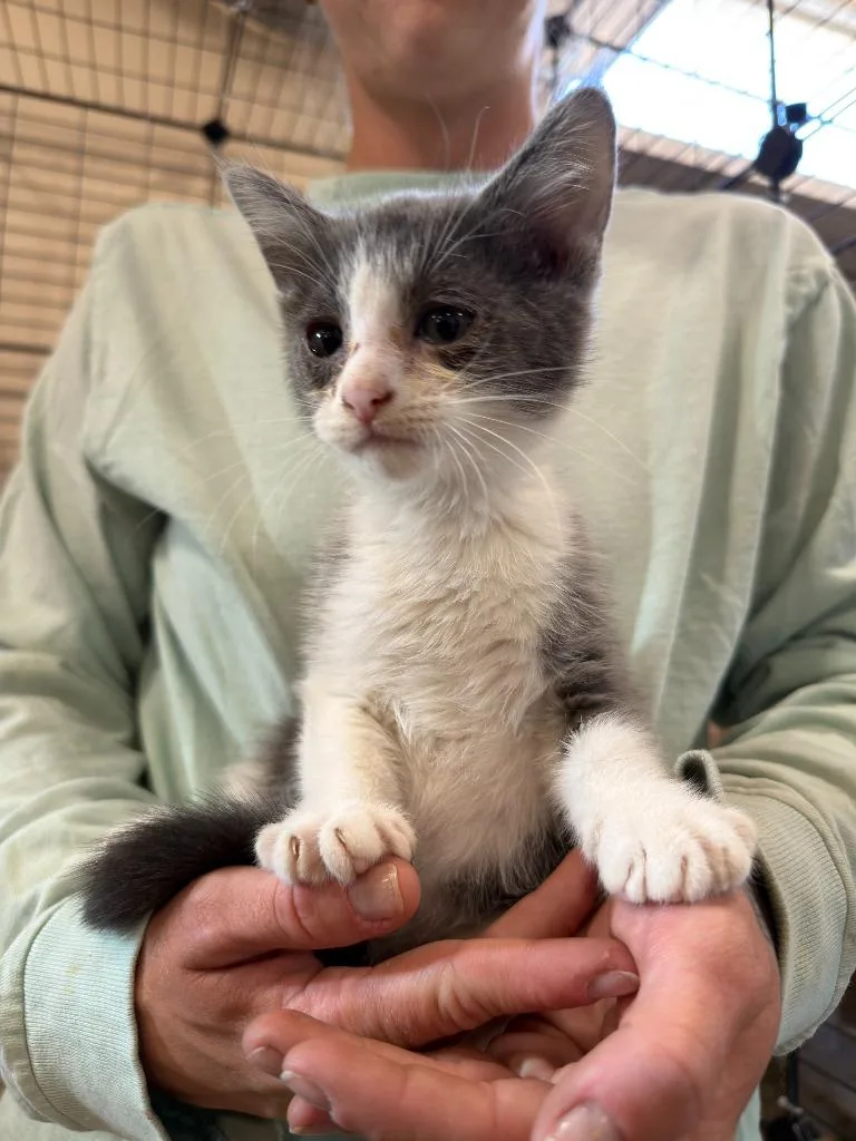 A baby small-sized male Domestic Short Hair cat named Saturn for adoption in La Verkin, UT