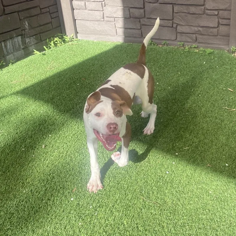 A young medium-sized male Mixed Breed dog named Rocko Aka Fernando for adoption in LOXAHATCHEE, FL