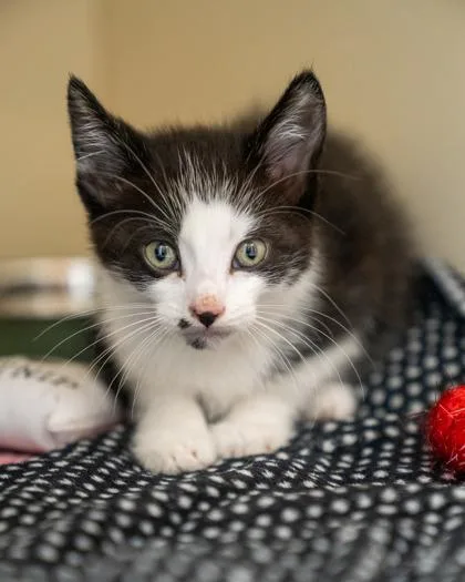 A baby small-sized male Domestic Short Hair cat named Indigo for adoption in Pequot Lakes, MN