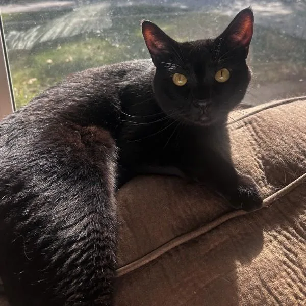 Anubis Bonded Buddy
