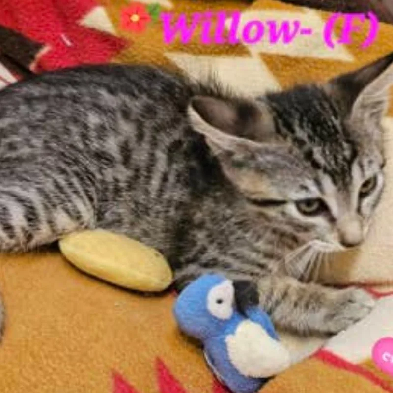A baby small-sized female Brown / Chocolate Domestic Short Hair cat named Willow for adoption in Westminster, CA