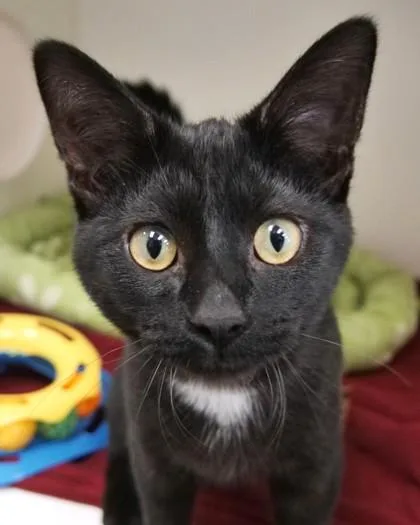 An adult medium-sized male Domestic Short Hair cat named Aremys for adoption in Fishers, IN