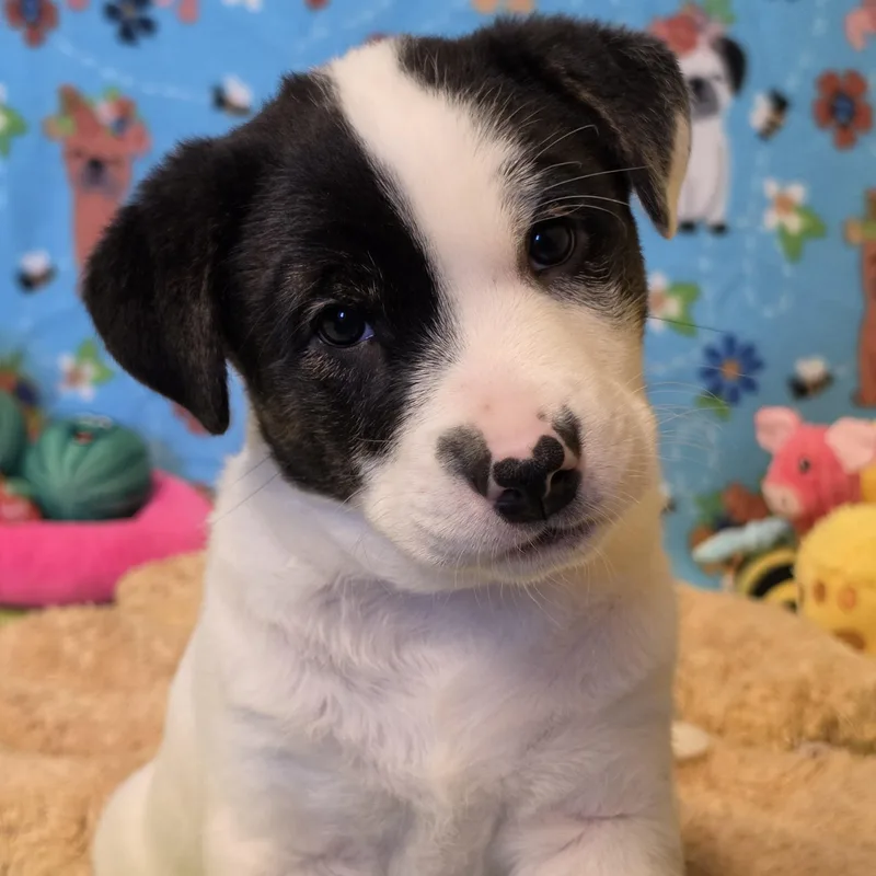 A young medium-sized male White / Cream Mixed Breed dog named Bagel for adoption in ALPINE, TX