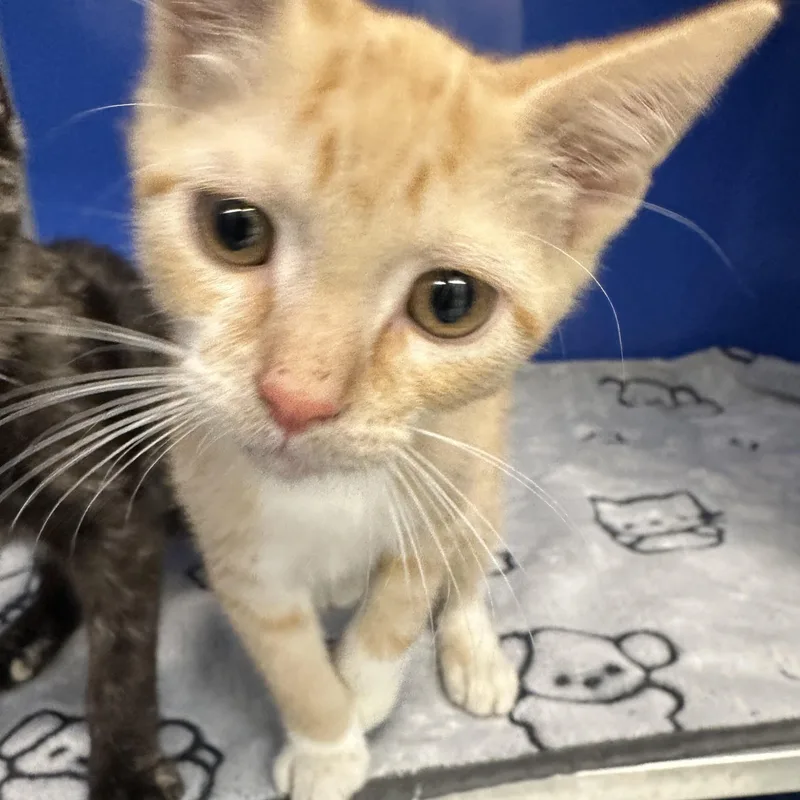 A baby small-sized male Orange & White Domestic Short Hair cat named Doc for adoption in Manassas, VA