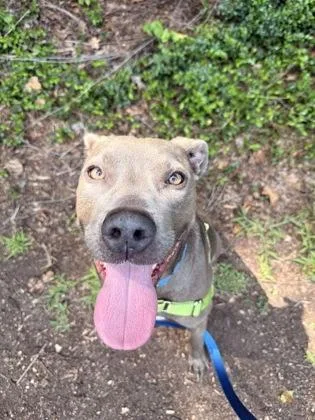 A young medium-sized male Gray / Blue / Silver Pit Bull Terrier dog named Damon for adoption in Annapolis, MD