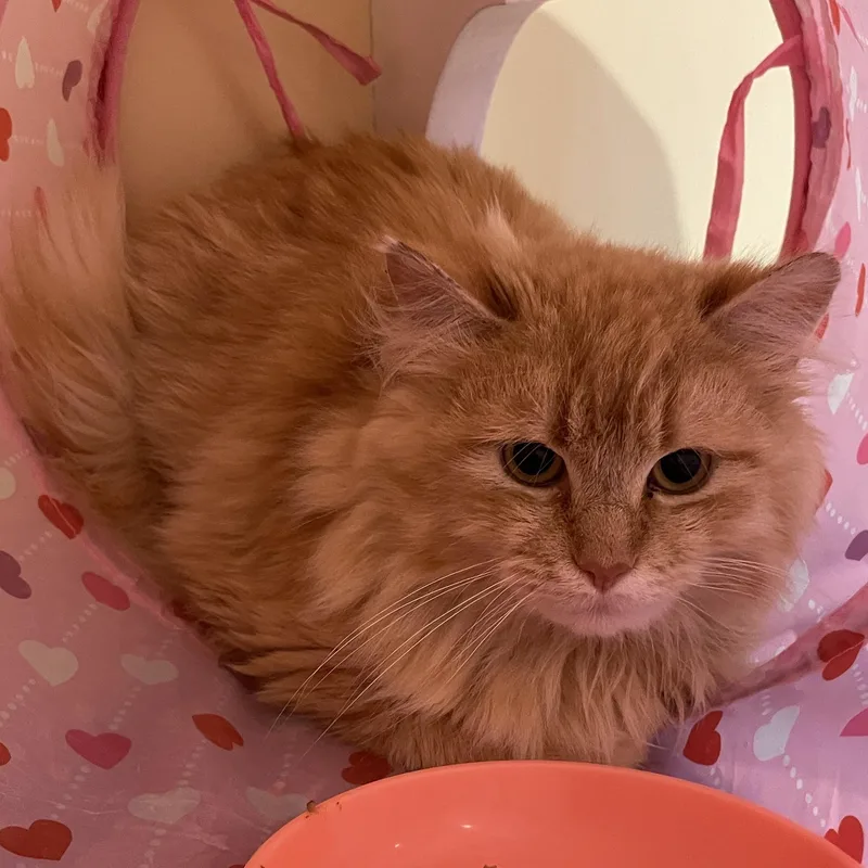 An adult medium-sized male Orange / Red Domestic Long Hair cat named Chandler for adoption in Wells, ME