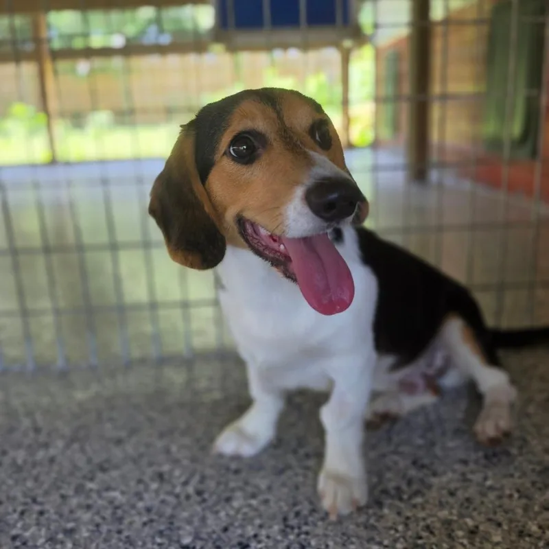 A young small-sized male Brown / Chocolate Beagle dog named Sharky for adoption in Chesapeake, VA