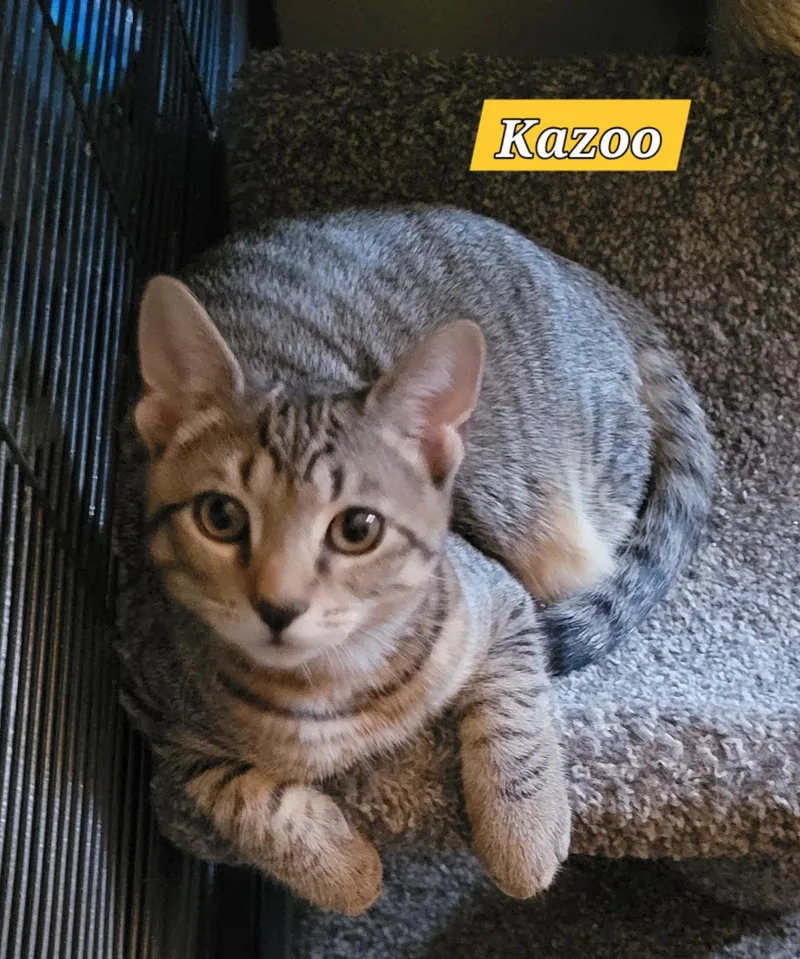 A baby medium-sized male Tabby (Gray / Blue / Silver) Domestic Short Hair cat named Piccolo for adoption in Green Brook, NJ
