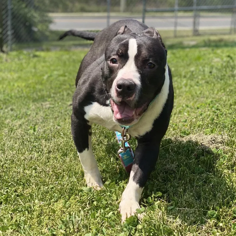 An adult medium-sized male Black English Bulldog dog named Tippett for adoption in Wilmington, DE