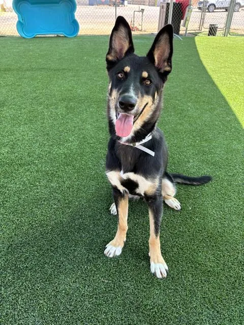 A young large-sized female German Shepherd Dog dog named Luna for adoption in Castaic, CA