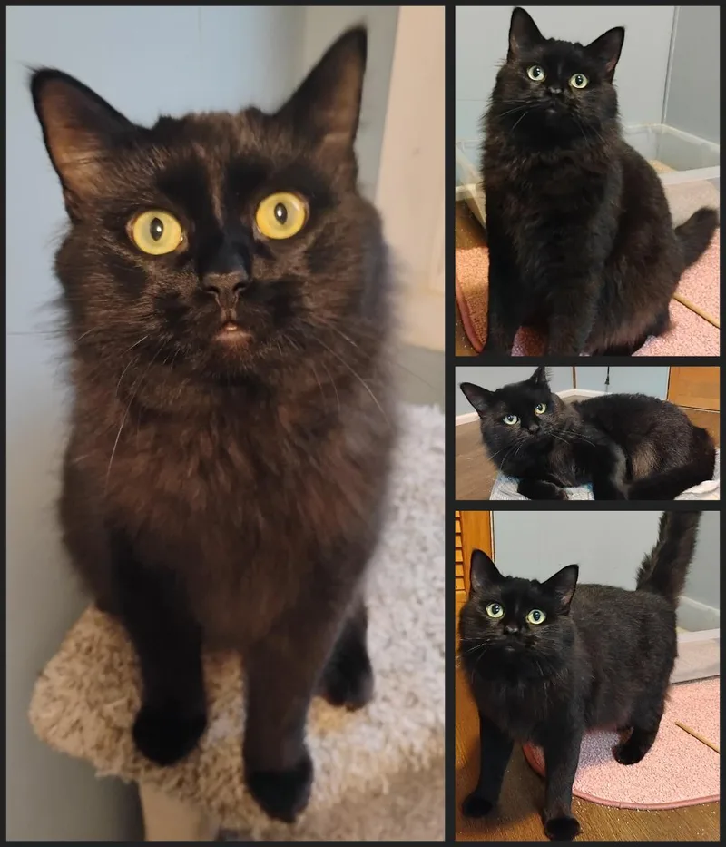 A young large-sized male Black Domestic Medium Hair cat named Odin for adoption in Aitkin, MN