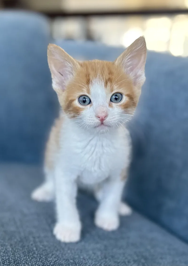 A baby medium-sized male Tabby (Orange / Red) Domestic Short Hair cat named Wildfire for adoption in Fruit Heights, UT