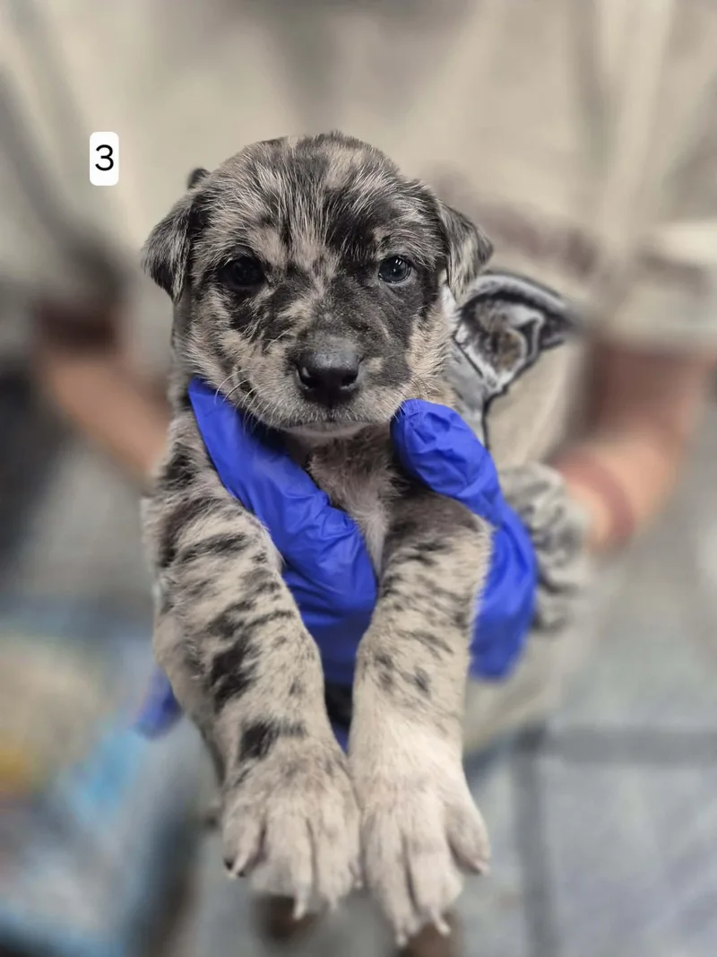 Coral Reef thumbnail 4