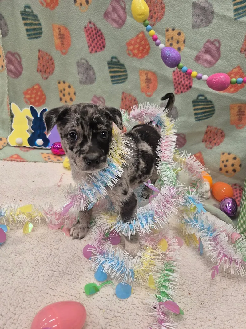 Coral Reef thumbnail 5