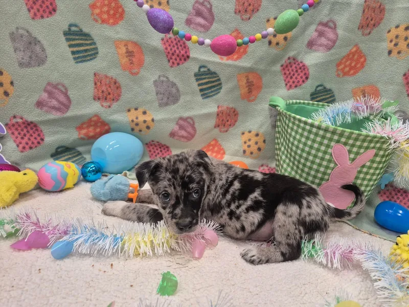 Coral Reef thumbnail 6