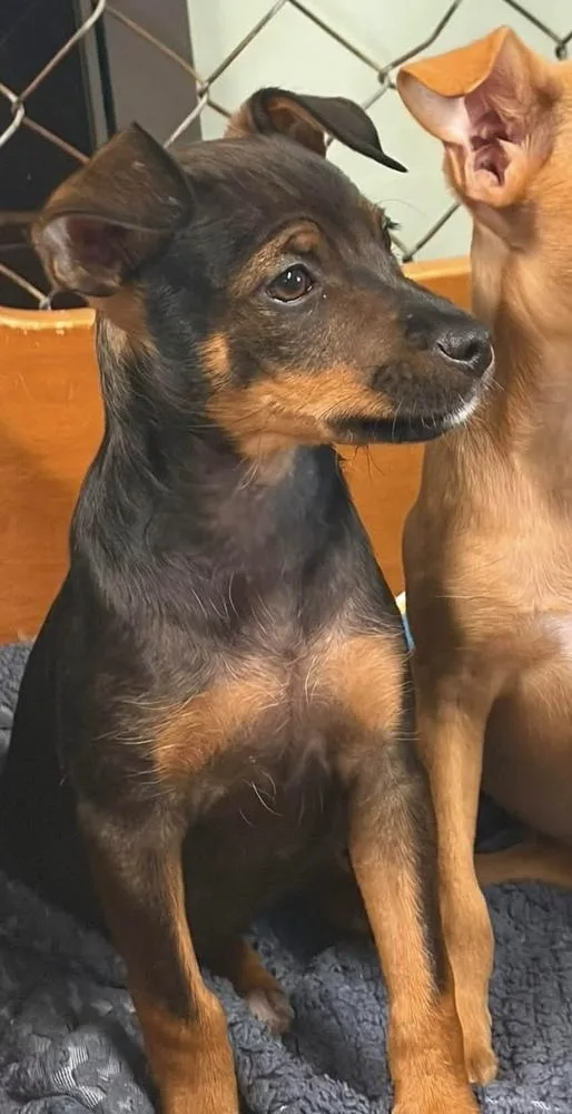A baby medium-sized female Brown / Chocolate Mixed Breed dog named Rafiki for adoption in Dorr, MI