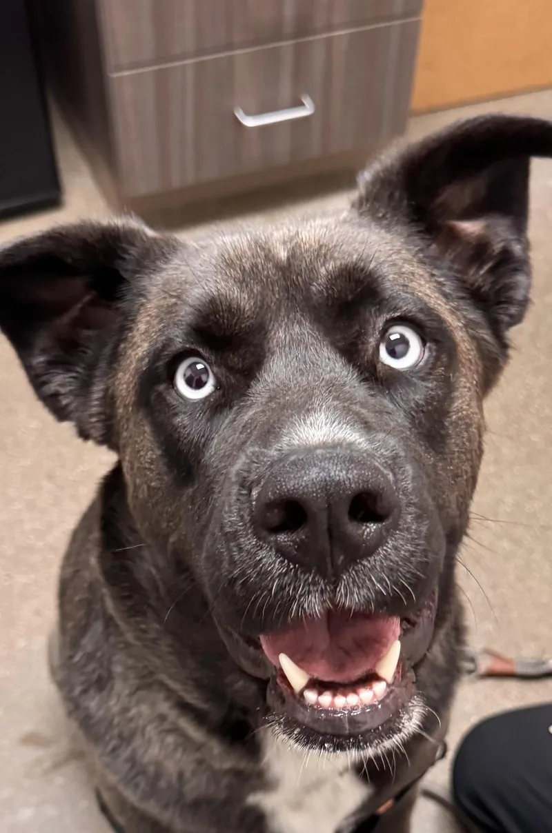 An adult large-sized female Husky dog named Shasta for adoption in Chico, CA