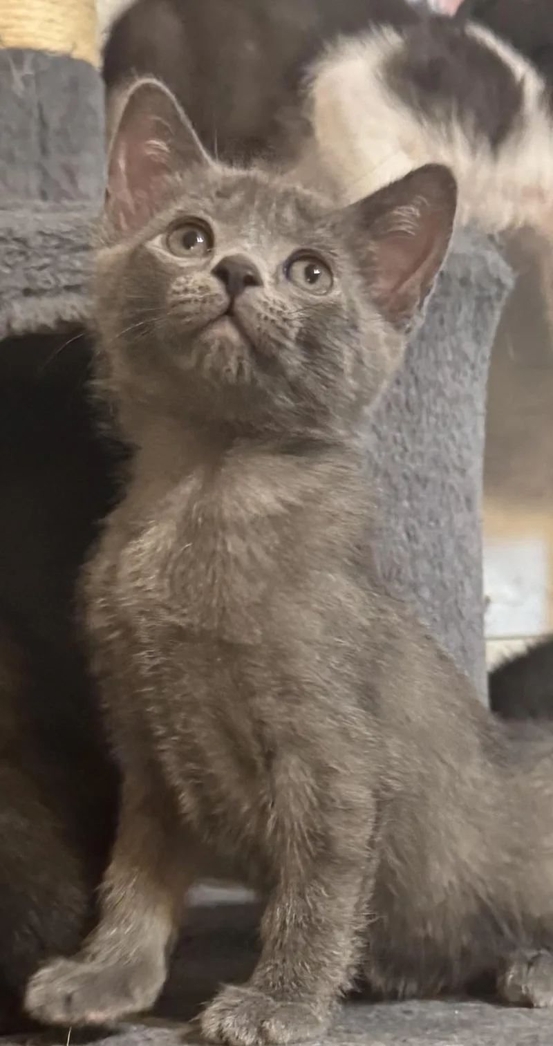 A baby medium-sized female Gray / Blue / Silver Domestic Short Hair cat named Harper Lee for adoption in Fort Worth, TX