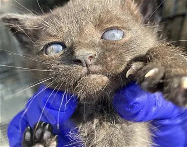 A baby medium-sized female Domestic Short Hair cat named Whisper for adoption in Dallas, TX