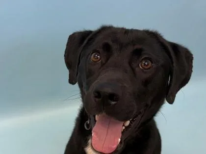 An adult large-sized male Labrador Retriever dog named Dubai for adoption in Woodbury, MN