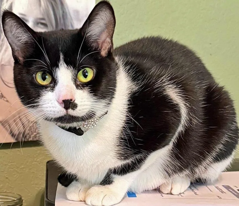 A young medium-sized female Black & White / Tuxedo Domestic Short Hair cat named Trooper Girl for adoption in Salem, OR