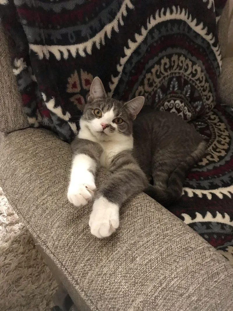 An adult medium-sized male Gray & White Domestic Short Hair cat named Marilyn Lover Boy for adoption in Rootstown, OH