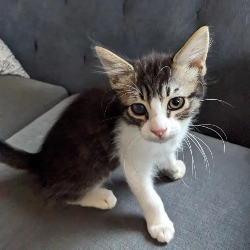 A baby small-sized male Brown / Chocolate Domestic Short Hair cat named Nacho Bell Grande for adoption in Long Beach, CA