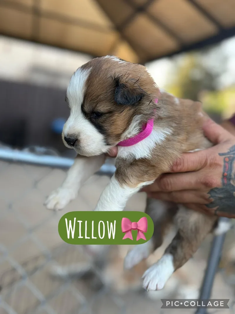A baby medium-sized female Akita dog named Willow for adoption in Lodi, CA