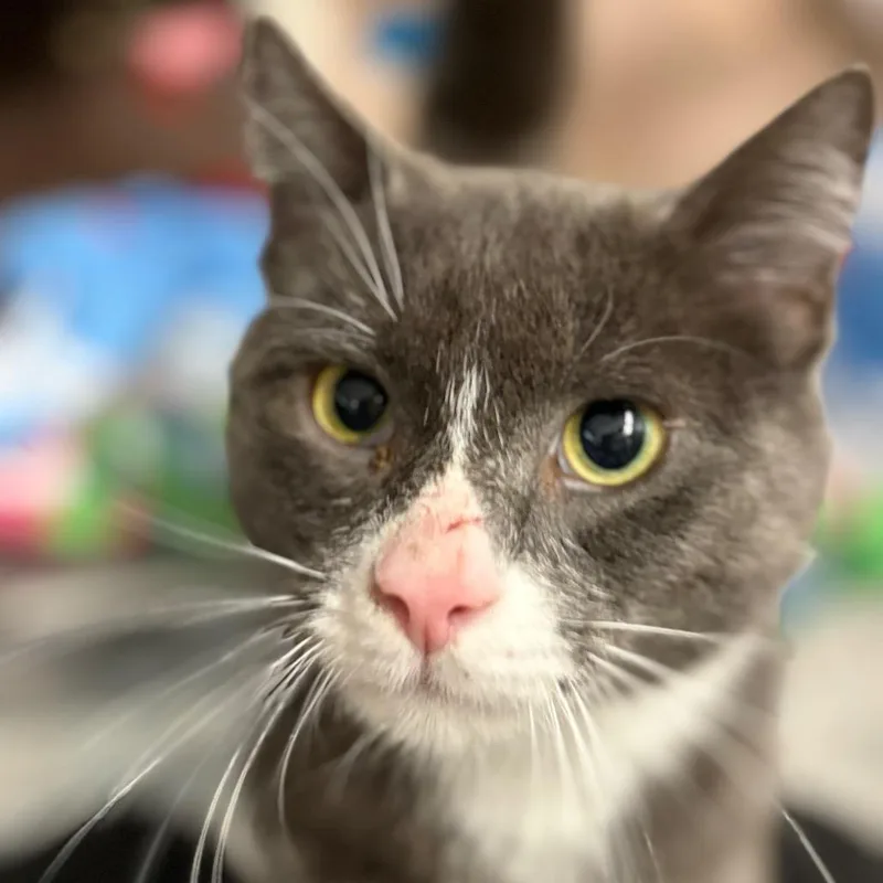 An adult medium-sized male Black Domestic Short Hair cat named Atom for adoption in West Olive, MI