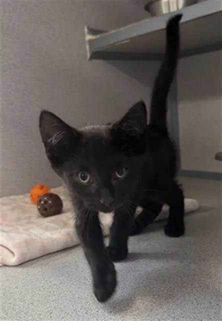 A baby small-sized female Domestic Short Hair cat named Havoc for adoption in Aliquippa, PA