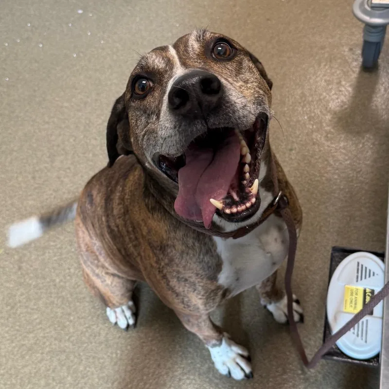 An adult large-sized male Brindle Plott Hound dog named Cobalt for adoption in Council Bluffs, IA