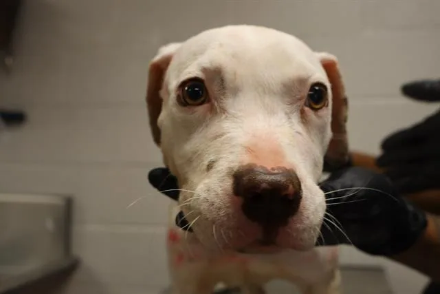 A young medium-sized female Mixed Breed dog named Yonder for adoption in Columbia, SC