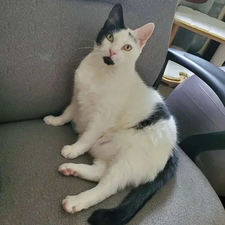 An adult large-sized female Black & White / Tuxedo Domestic Short Hair cat named Peeps for adoption in Philadelphia, PA
