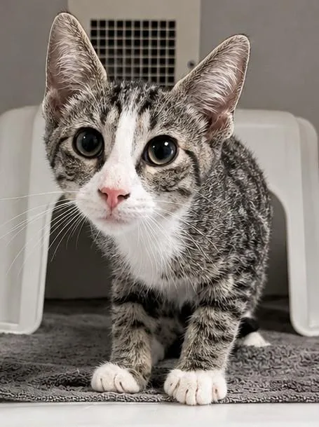 A baby small-sized male Domestic Short Hair cat named Hole Punch for adoption in Statesville, NC