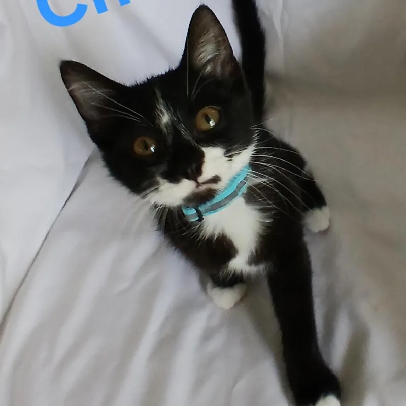 A baby small-sized male Black Domestic Short Hair cat named Chandler C for adoption in Princeton, MN