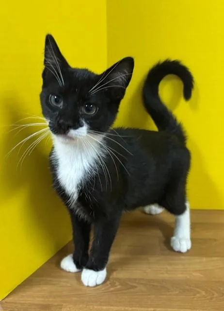 A baby medium-sized male Black & White / Tuxedo Domestic Short Hair cat named Lime for adoption in Hawk Point, MO