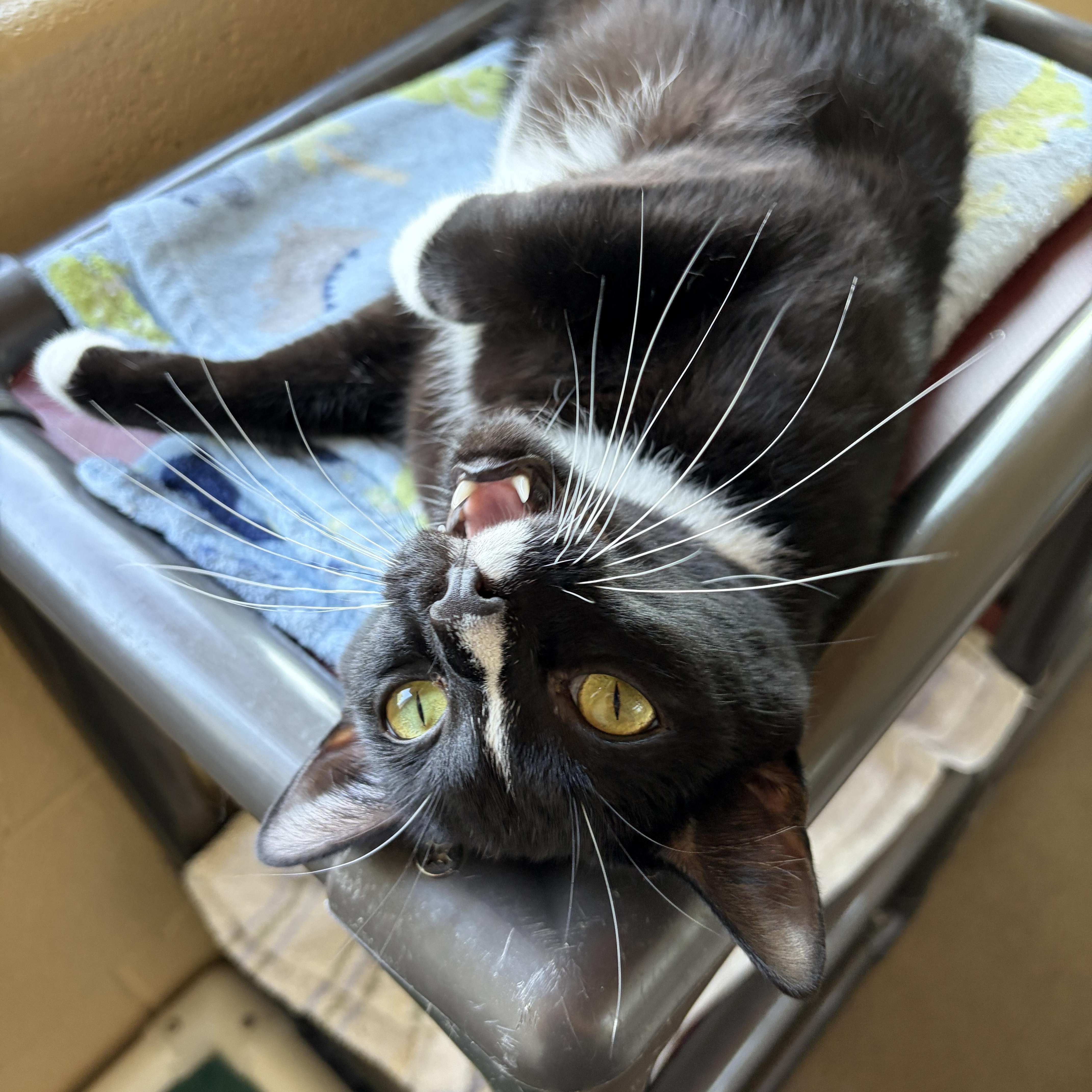 A young medium-sized male Black & White / Tuxedo Domestic Short Hair cat named Whiskey for adoption in Winchester, VA
