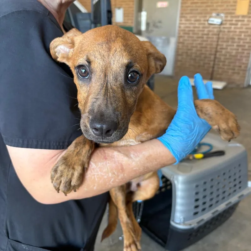 A baby small-sized male Pit Bull Terrier dog named Anthony for adoption in Birmingham, AL