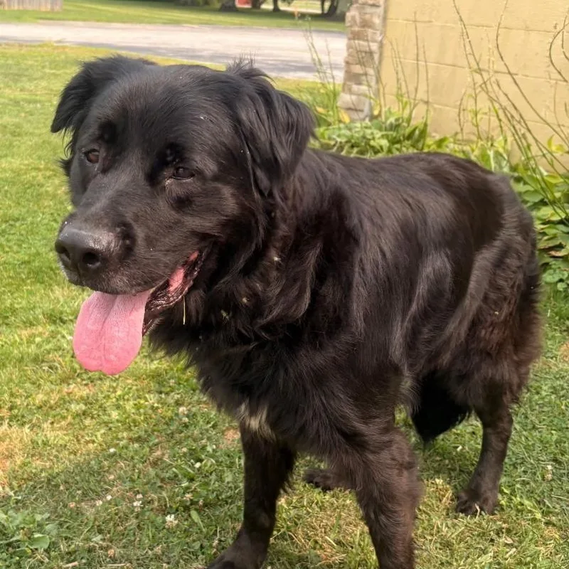 An adult large-sized male Black Shepherd dog named Chester for adoption in Medina, OH
