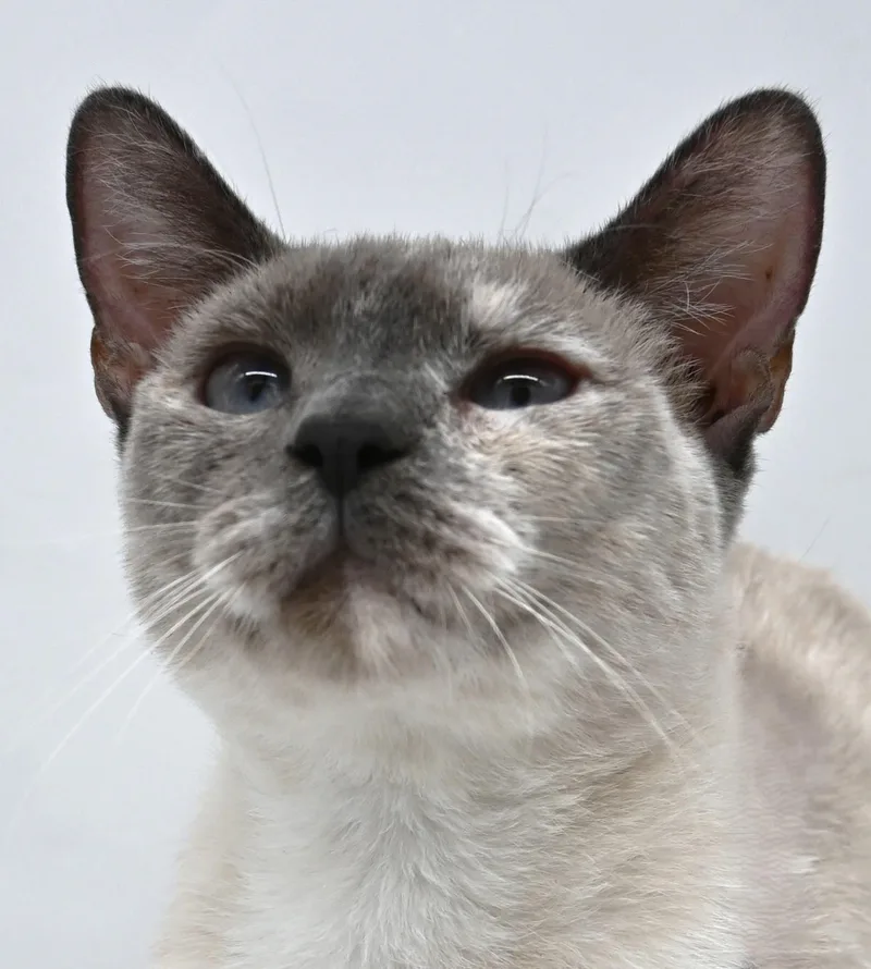 A young medium-sized female Siamese cat named Tabitha for adoption in Mobile, AL