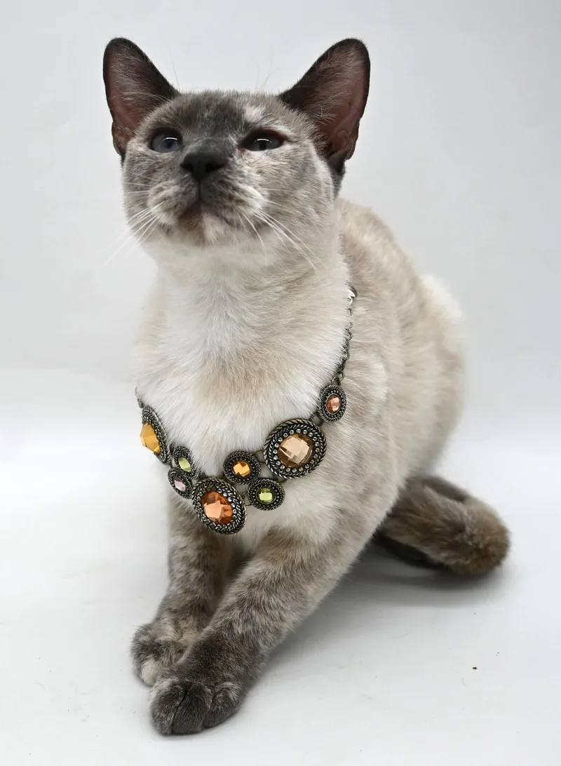 Tabitha thumbnail 4
