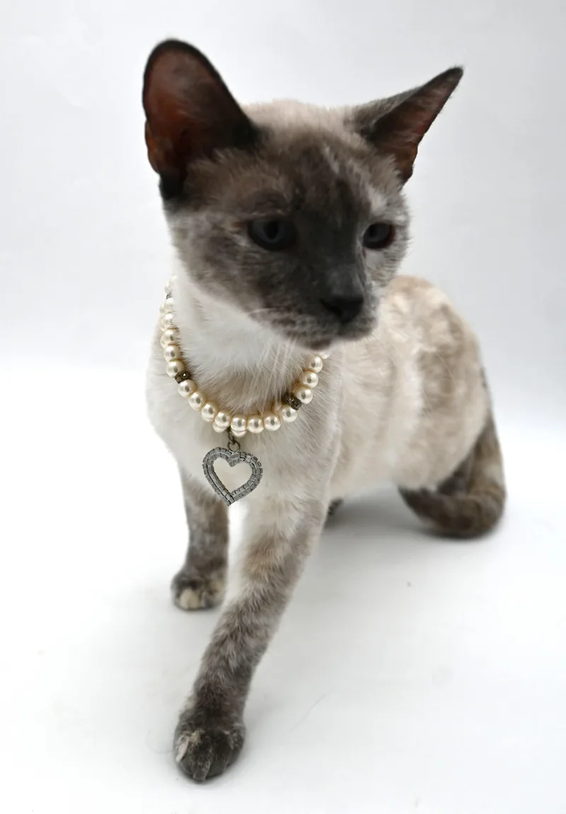 Tabitha thumbnail 5