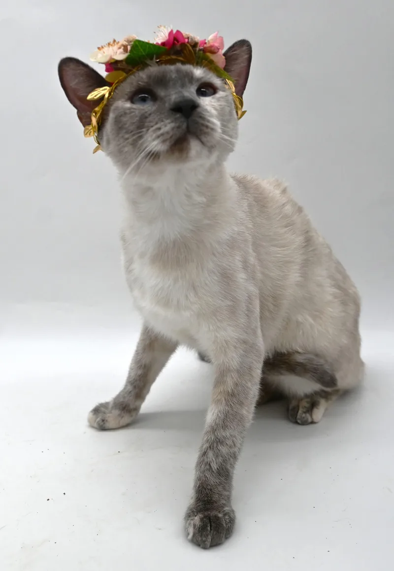 Tabitha thumbnail 6