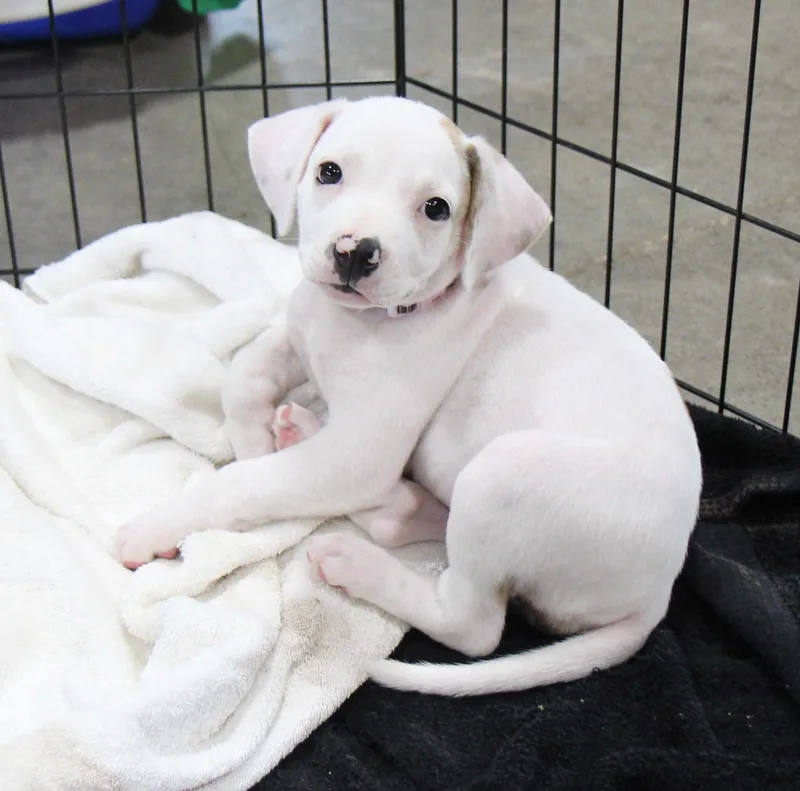 A baby medium-sized female Mixed Breed dog named Raine for adoption in Plain City, OH